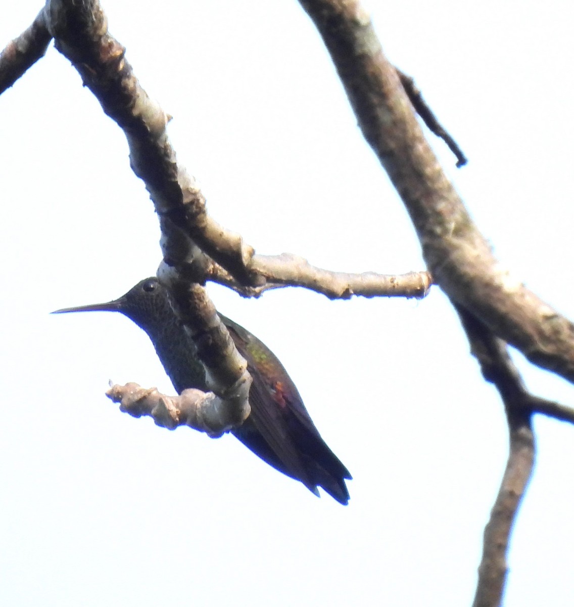Blue-tailed Hummingbird - ML617664367