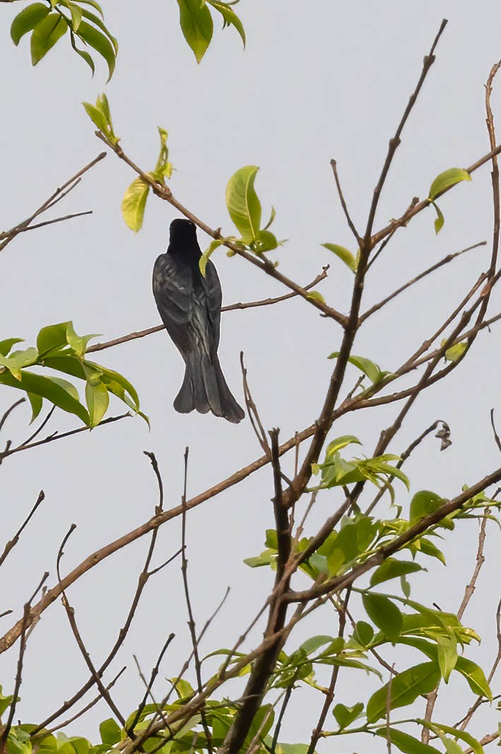 Square-tailed Drongo-Cuckoo - ML617664457