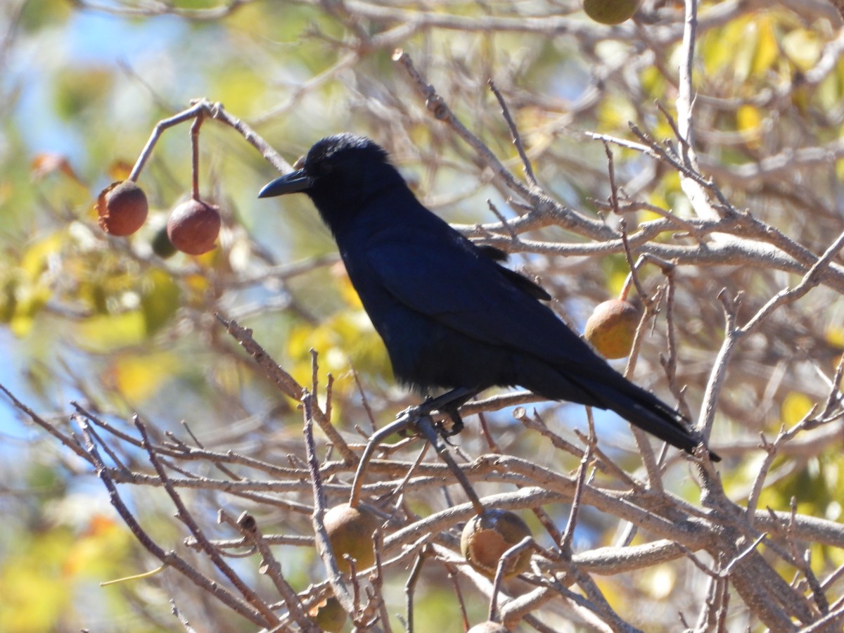 Sinaloa Crow - ML617664464