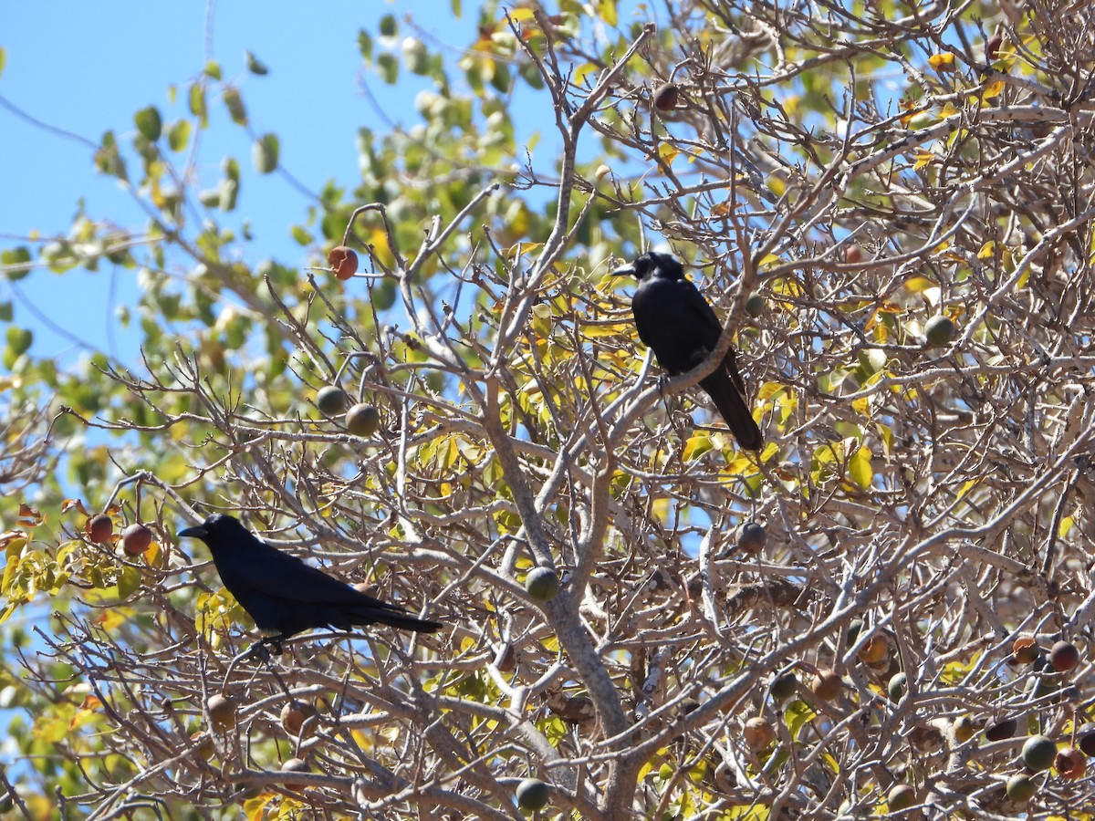 Sinaloa Crow - ML617664481
