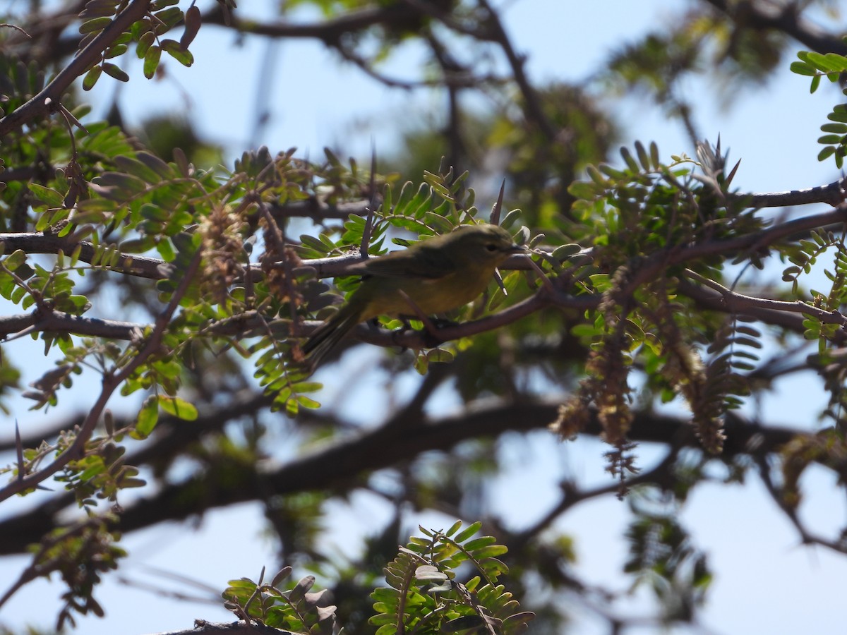 Orange-crowned Warbler - José  Paz