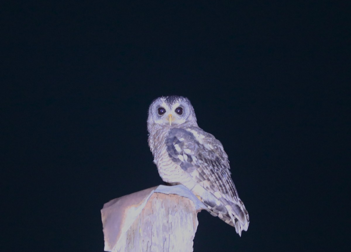 African Wood-Owl - ML617664555