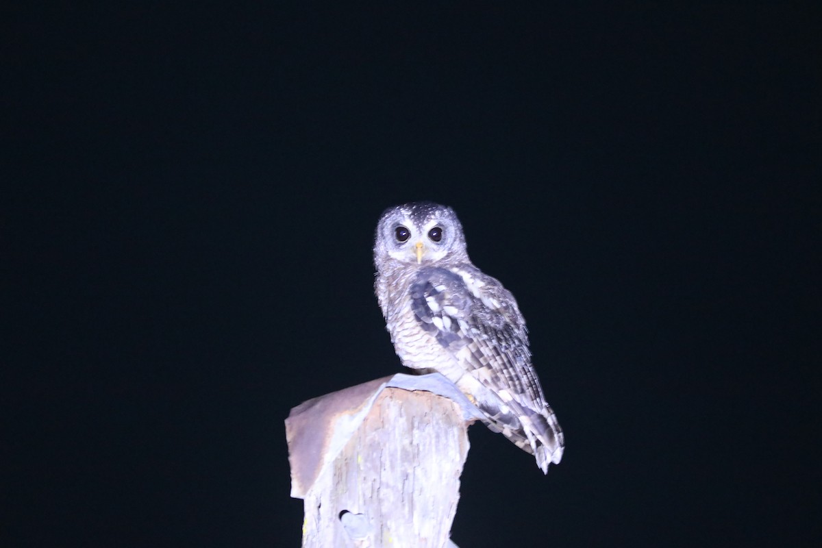 African Wood-Owl - ML617664556