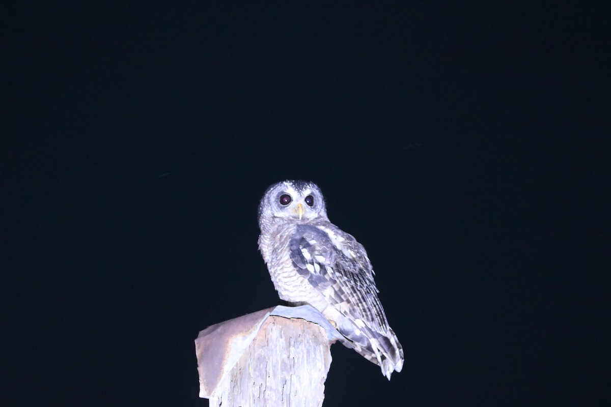 African Wood-Owl - ML617664557