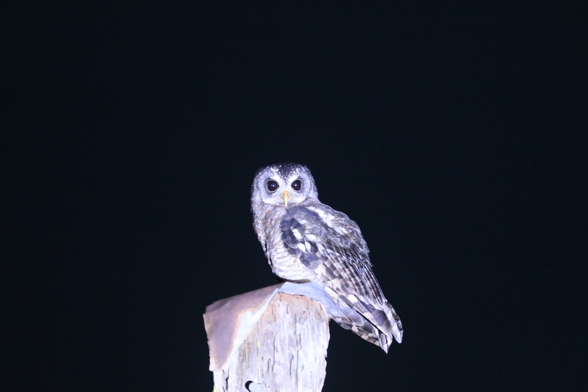 African Wood-Owl - ML617664558