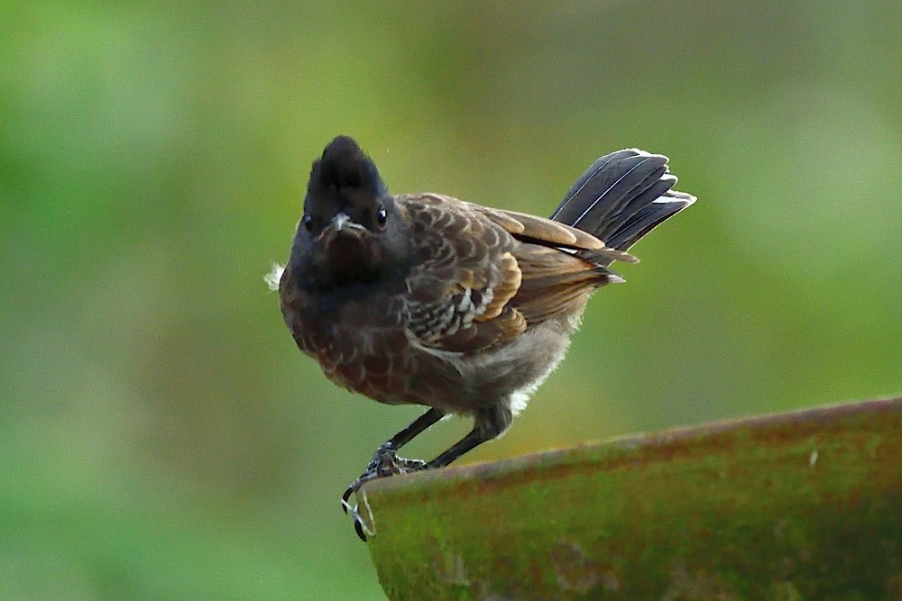 Red-vented Bulbul - ML617664576
