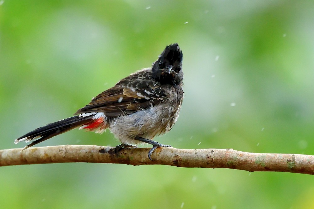 Red-vented Bulbul - ML617664577
