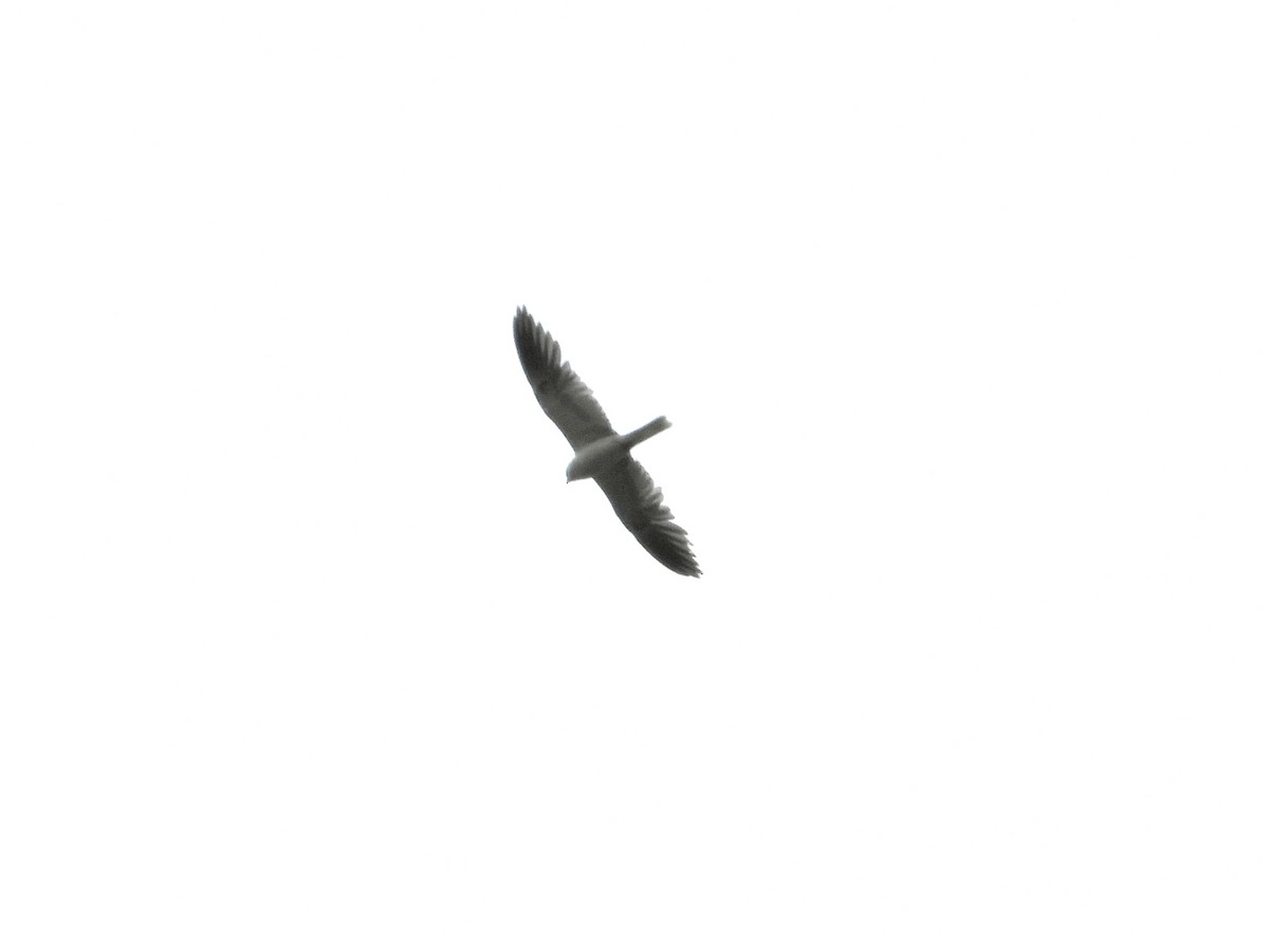 White-tailed Kite - ML617664578