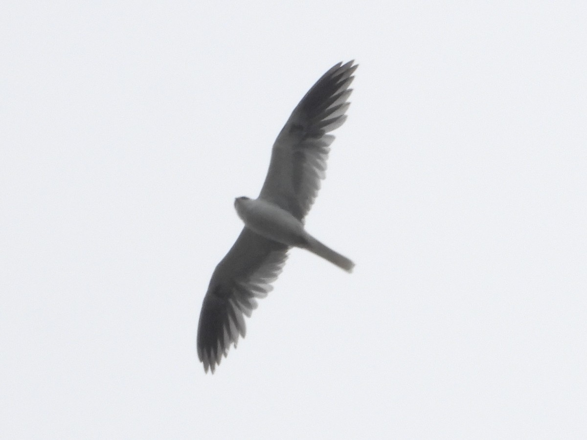 White-tailed Kite - ML617664580