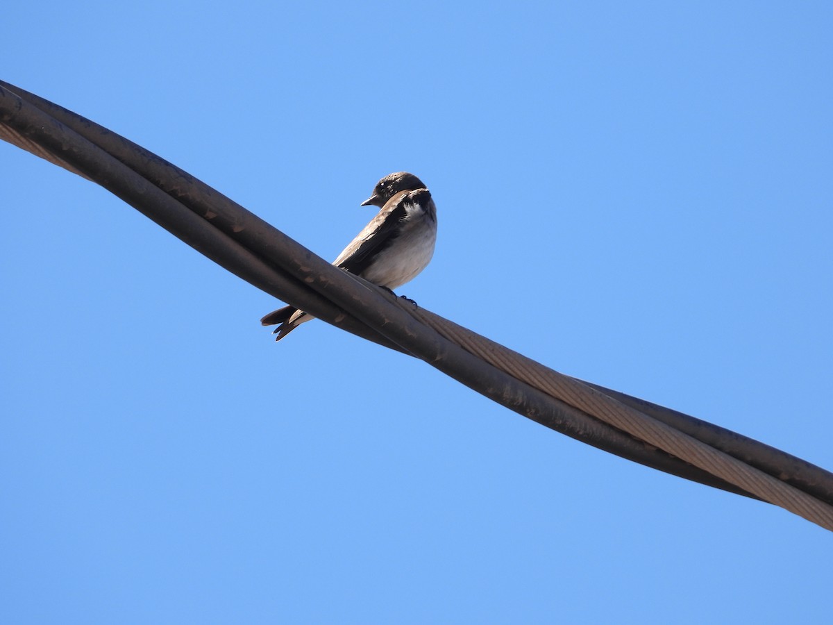 Northern Rough-winged Swallow - ML617664588