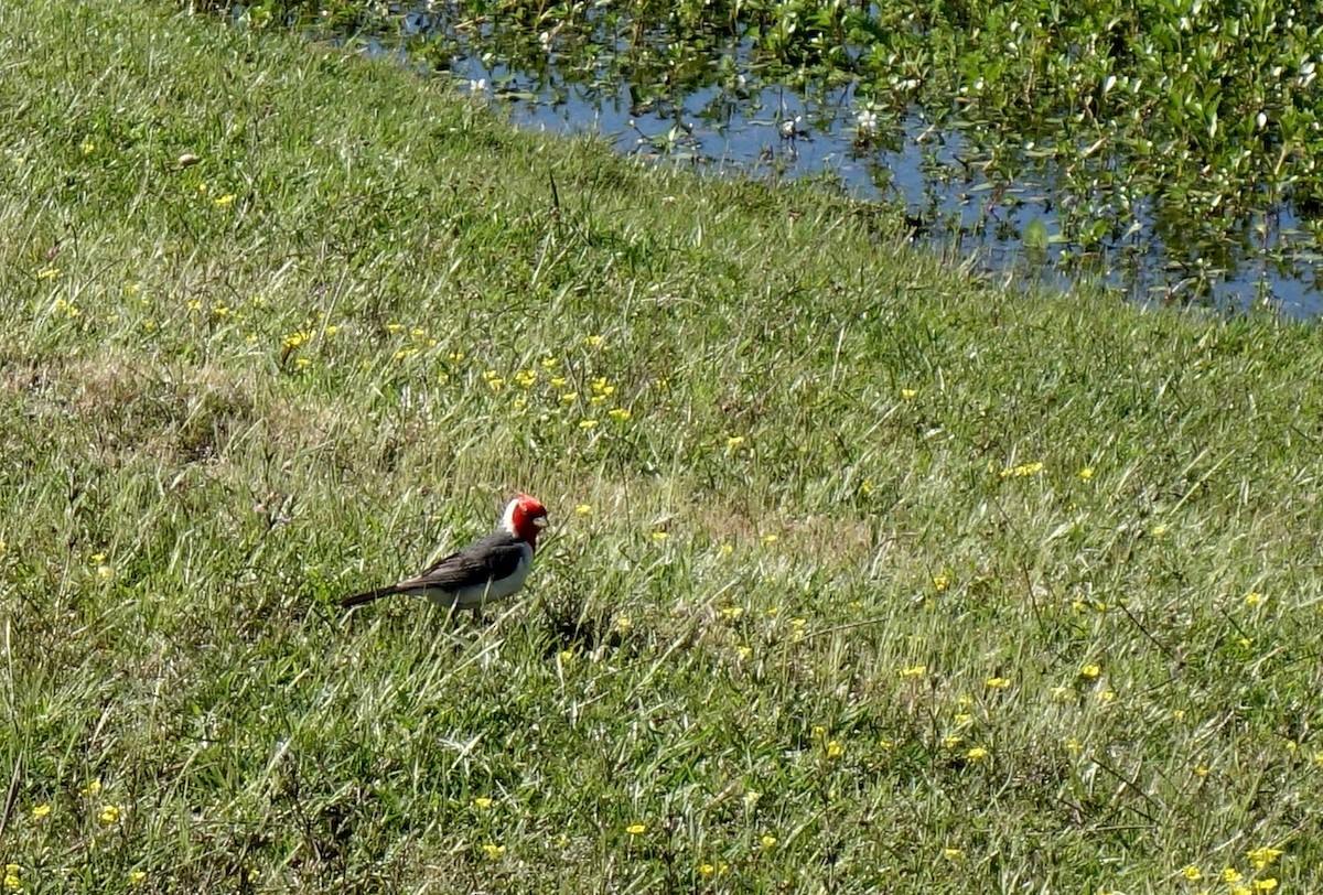 Red-crested Cardinal - ML617664609
