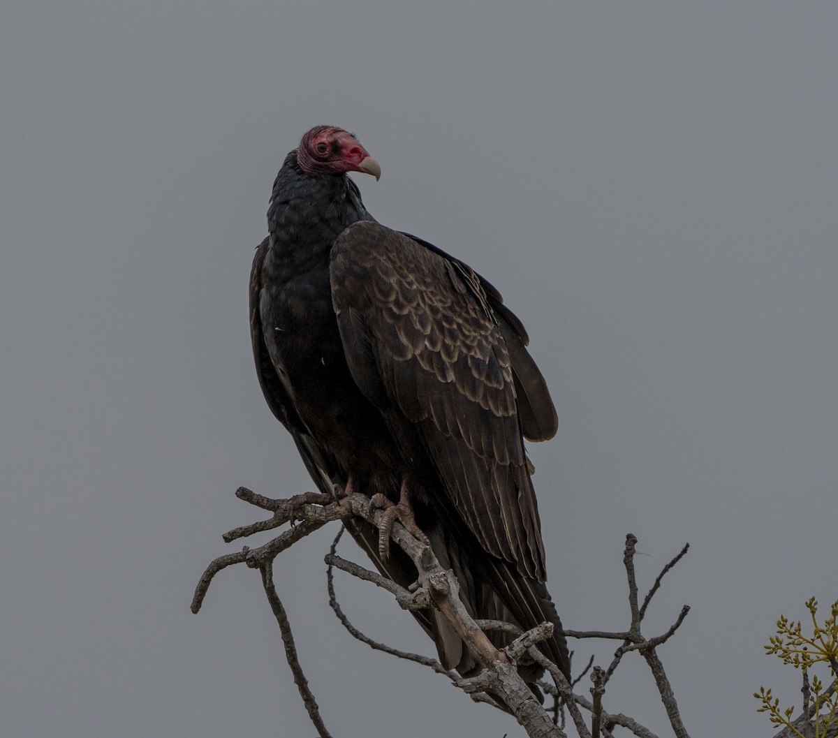 Turkey Vulture - Steve Hovey