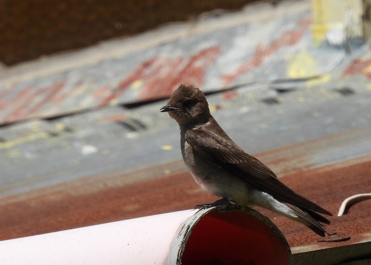 Northern Rough-winged Swallow - ML617664665