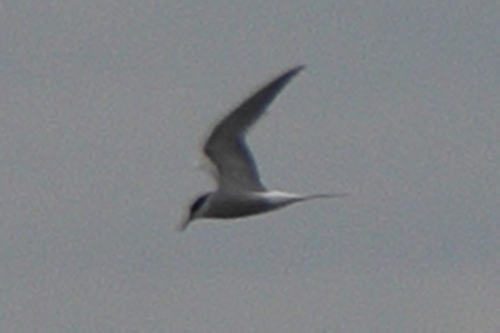 Common Tern - ML617664692