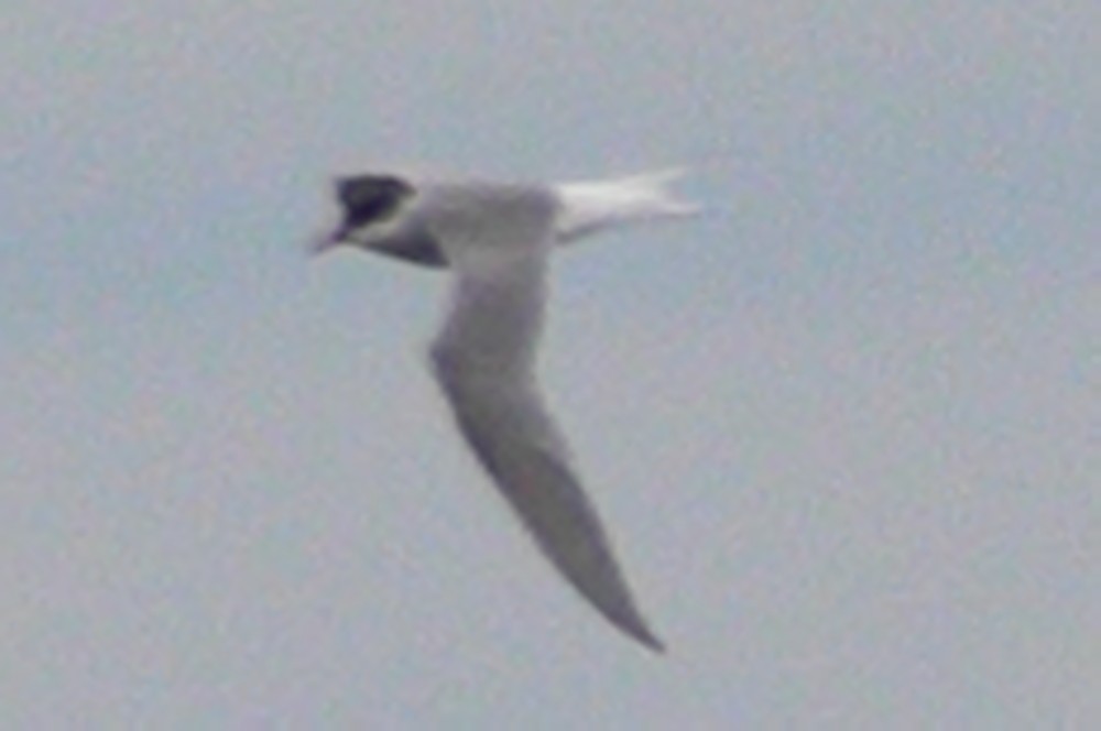 Common Tern - ML617664693