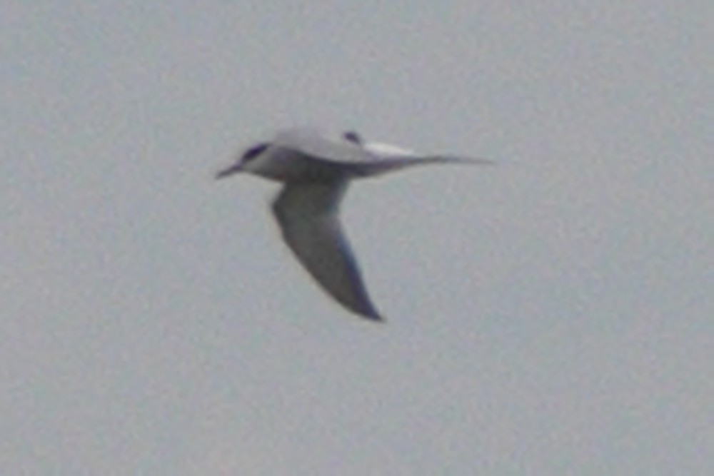 Common Tern - Robert Irwin