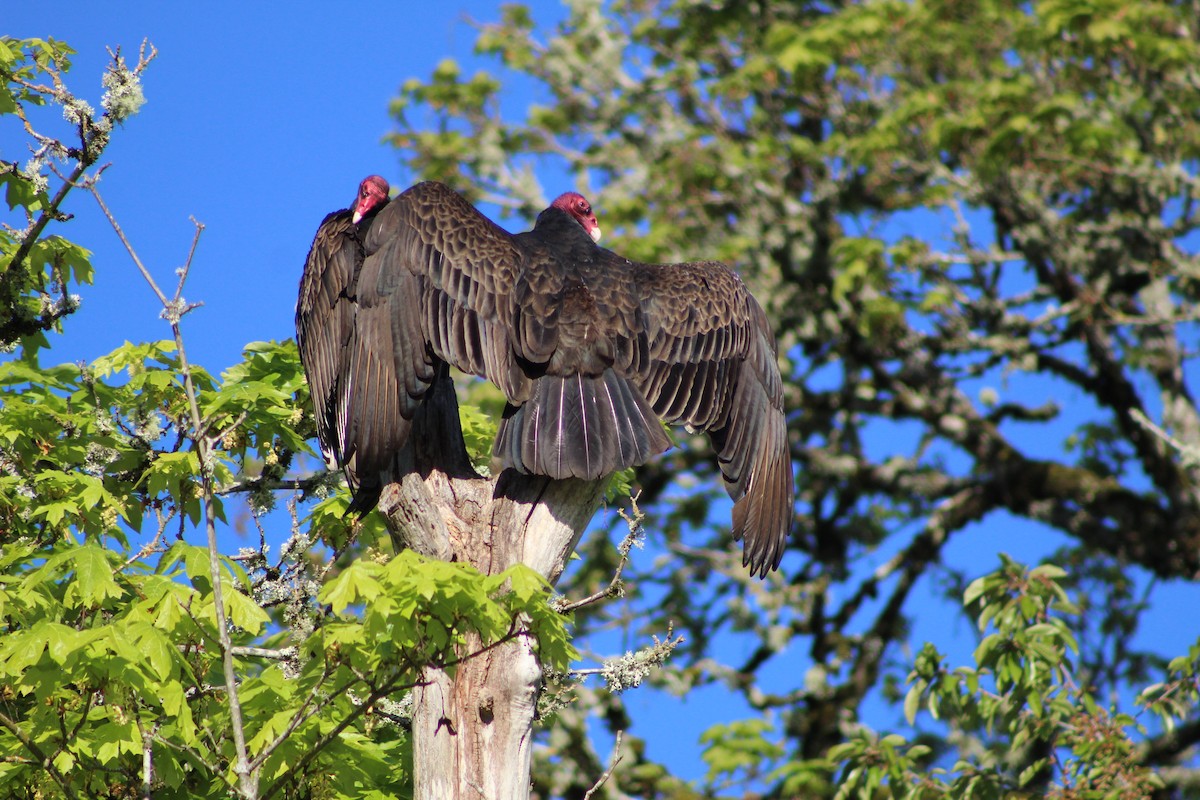 Turkey Vulture - ML617664715
