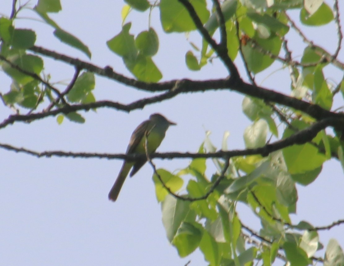 Great Crested Flycatcher - ML617664761