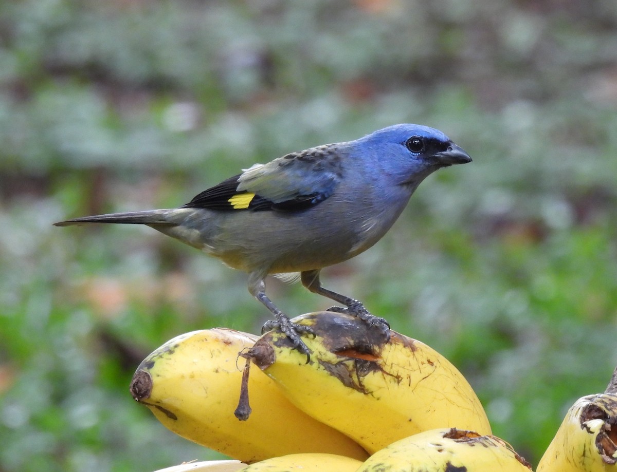 Yellow-winged Tanager - ML617664777