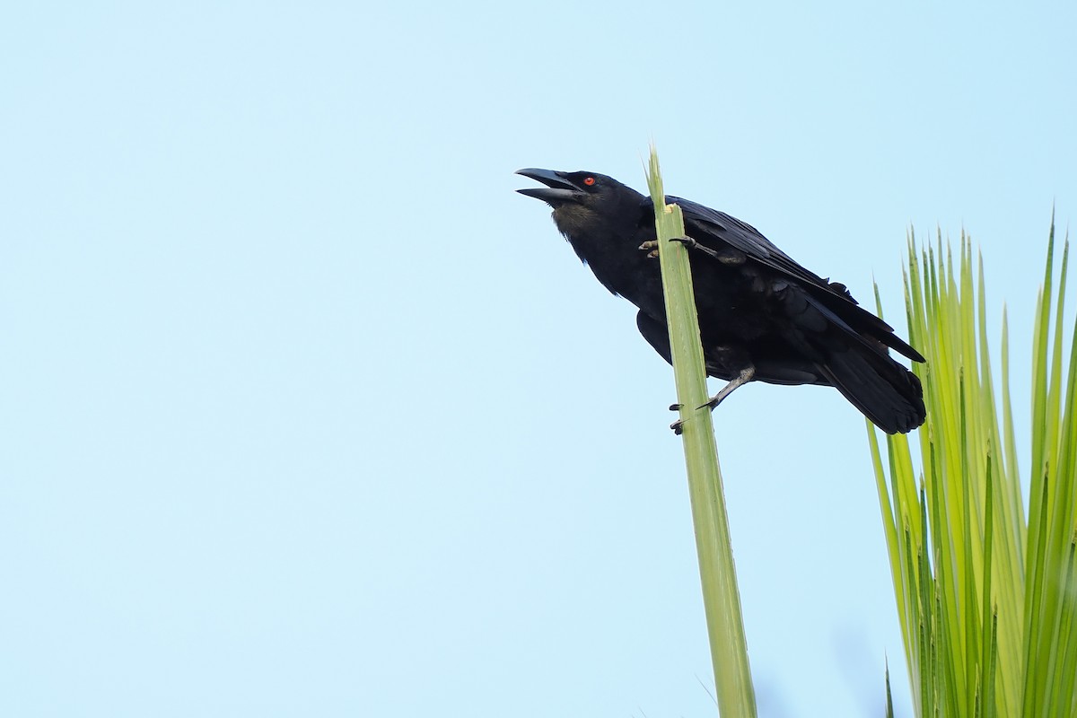 White-necked Crow - ML617664791