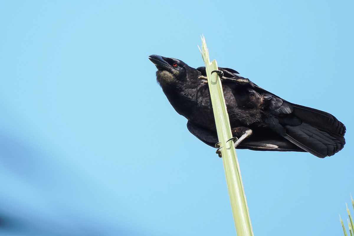 White-necked Crow - ML617664792