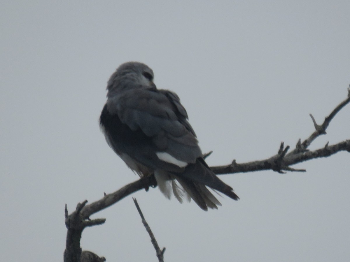 Black-winged Kite (African) - ML617664816