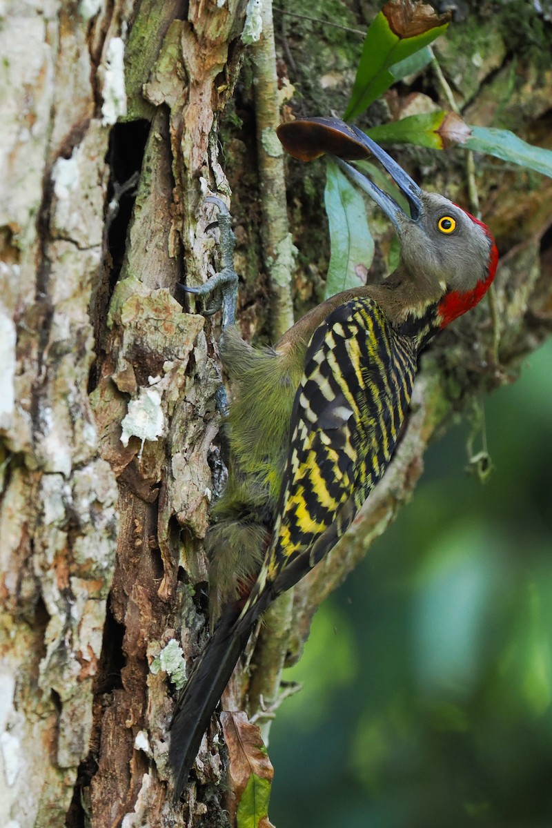 Hispaniolan Woodpecker - ML617664851