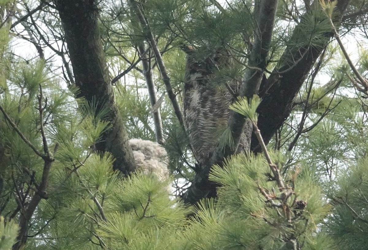 Great Horned Owl - ML617664884