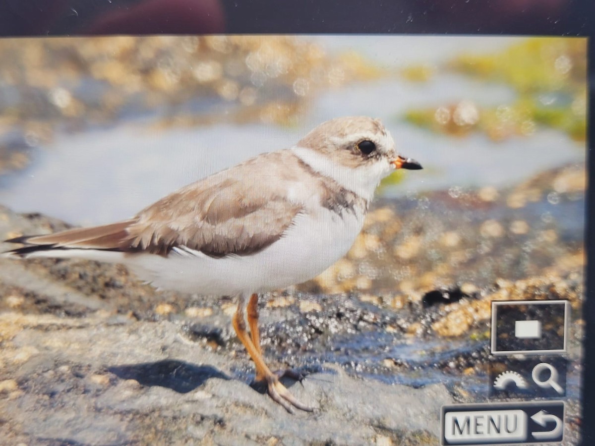 Semipalmated Plover - ML617664897