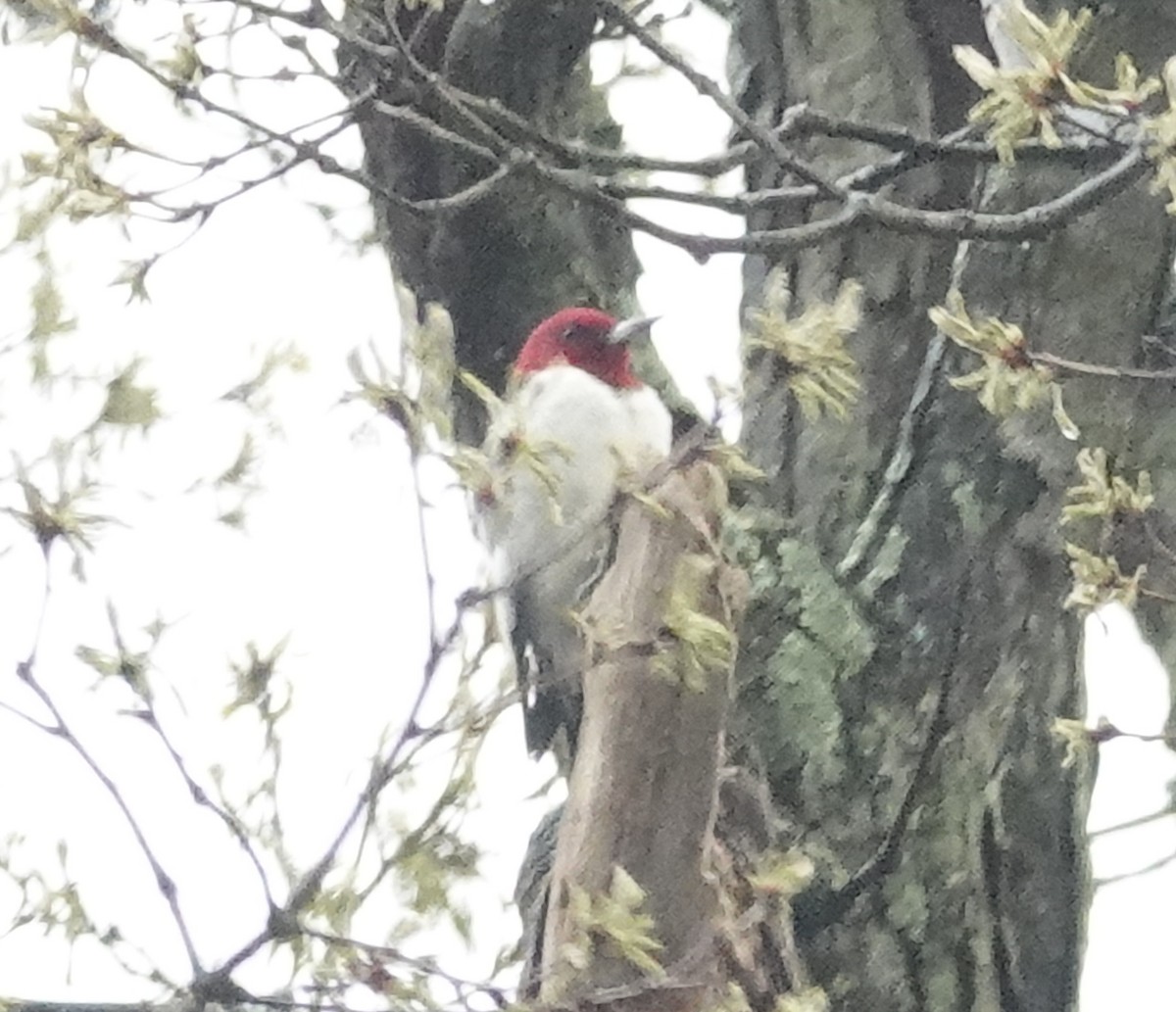 Red-headed Woodpecker - ML617664912