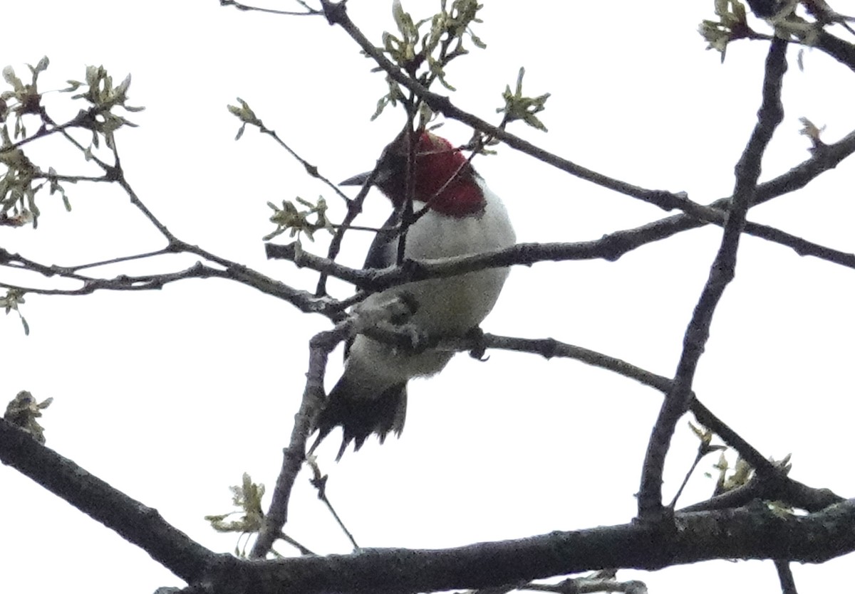 Red-headed Woodpecker - Cynthia Ehlinger