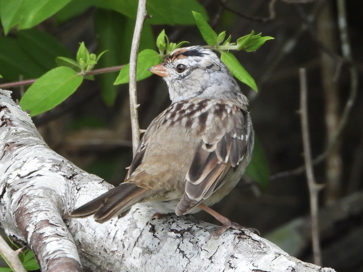 White-crowned Sparrow - ML617664975