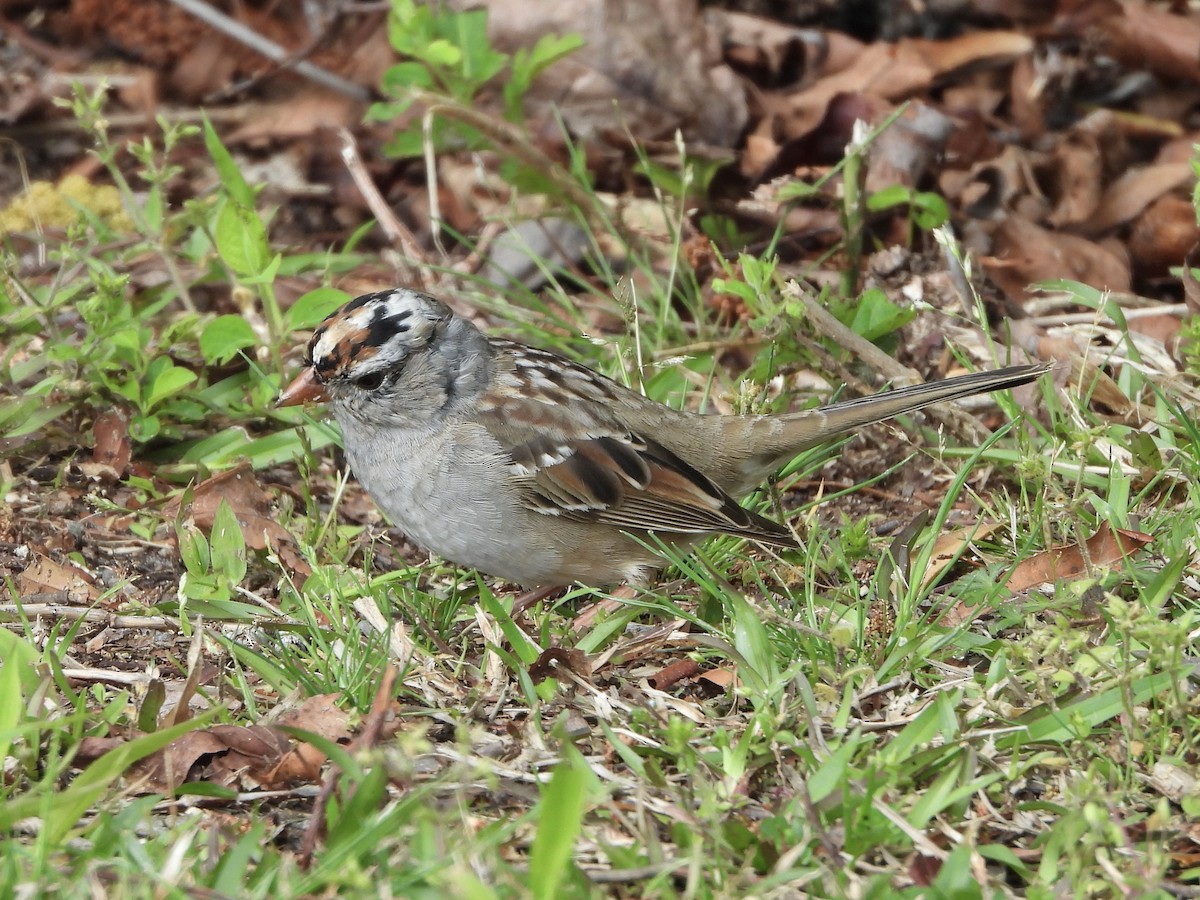 White-crowned Sparrow - ML617664978