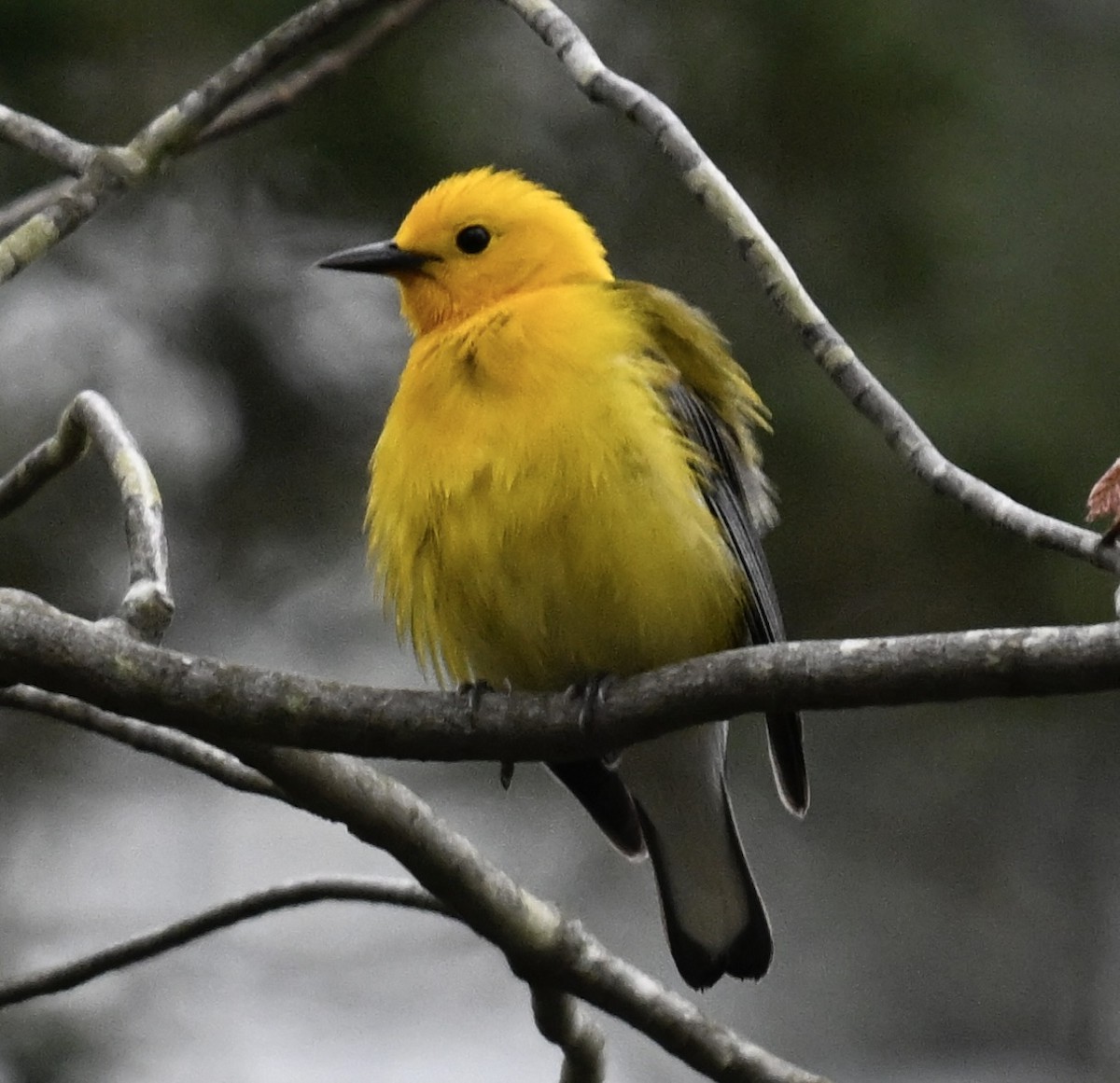 Prothonotary Warbler - ML617664991