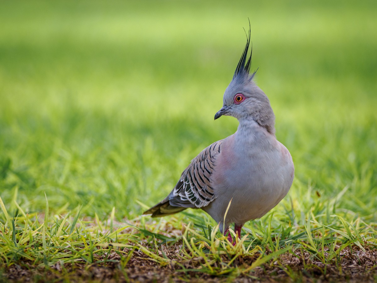 Crested Pigeon - ML617665012