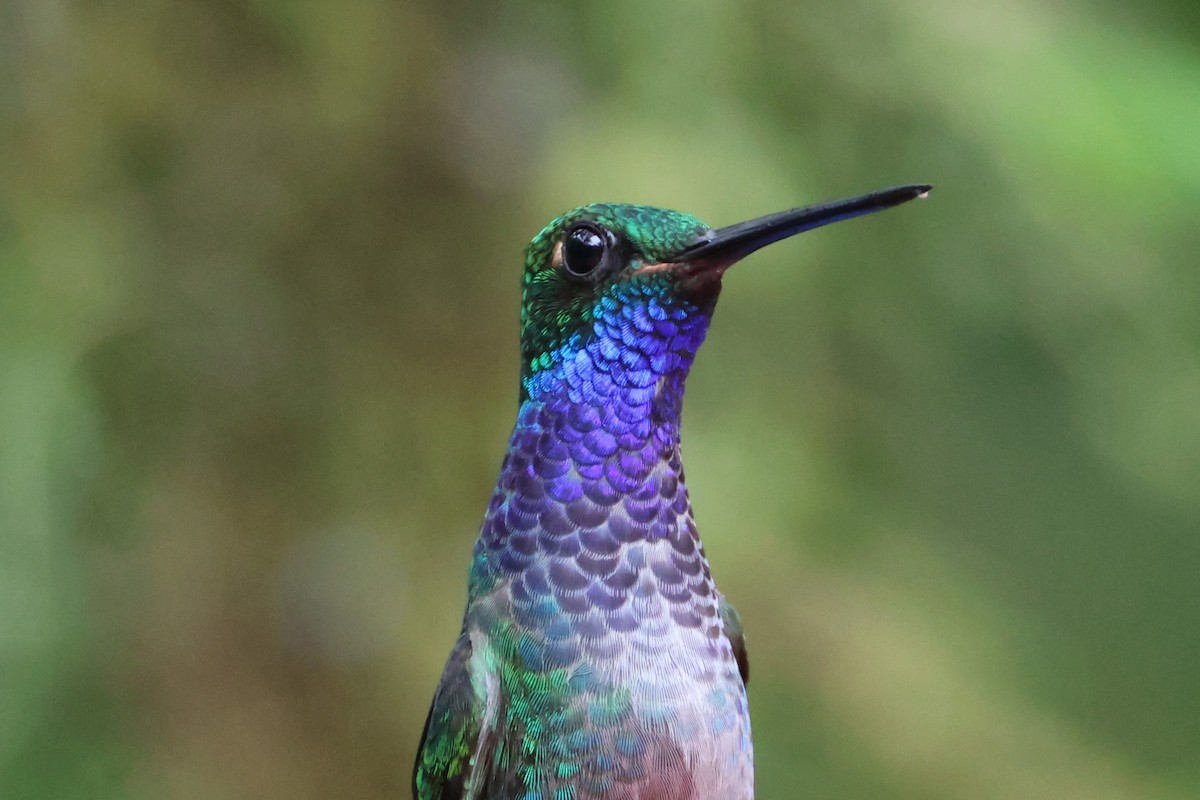 kolibřík zelenohřbetý - ML617665045