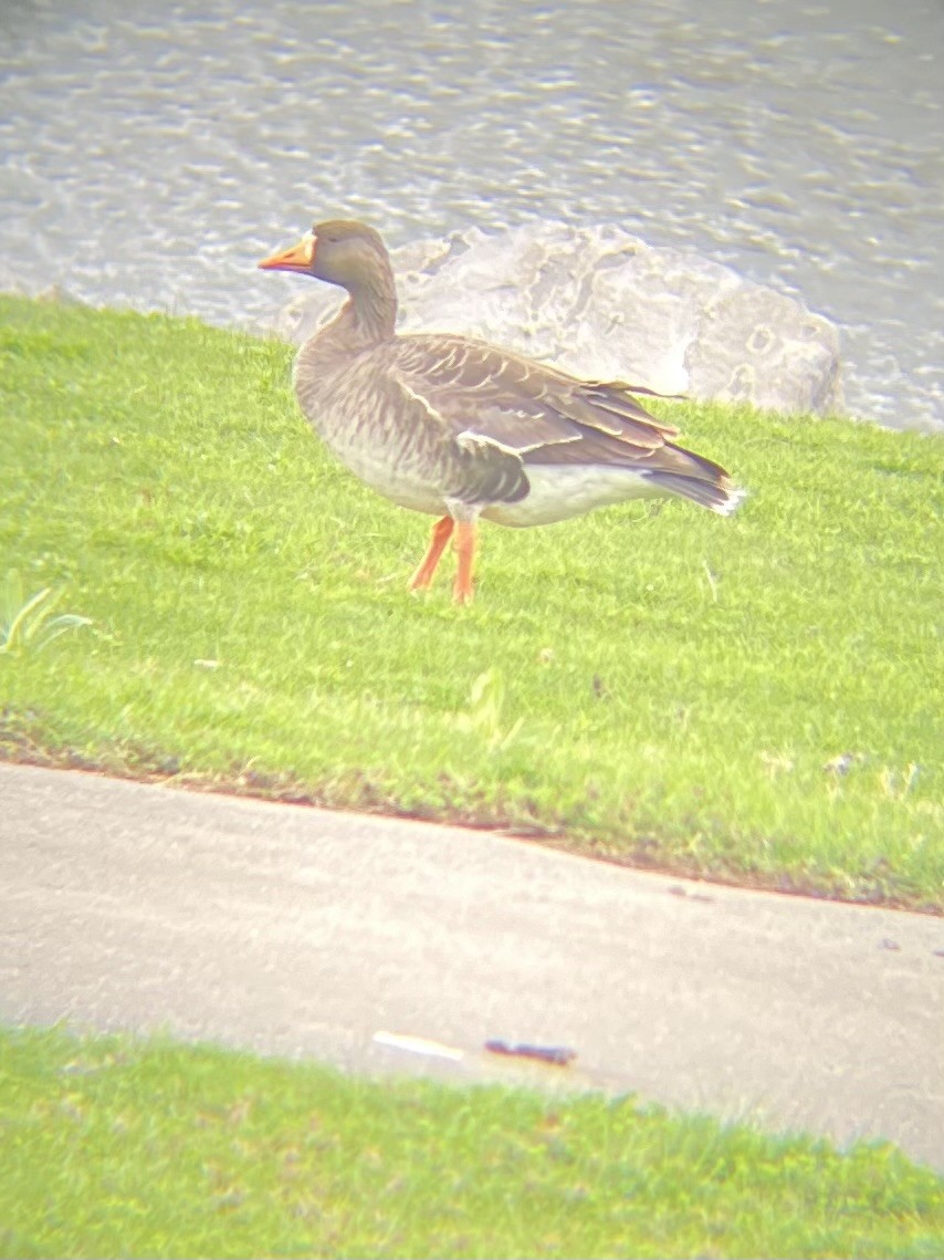 Greater White-fronted Goose - ML617665048