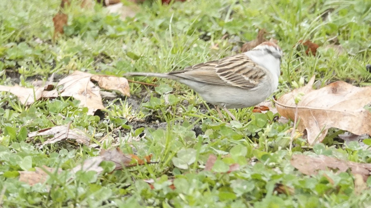 Chipping Sparrow - ML617665079