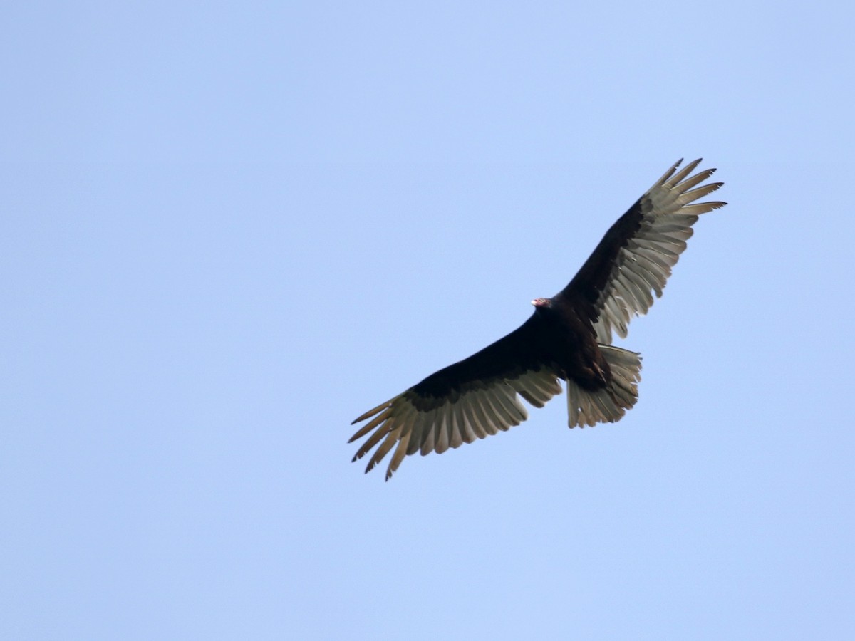 Turkey Vulture - ML617665094