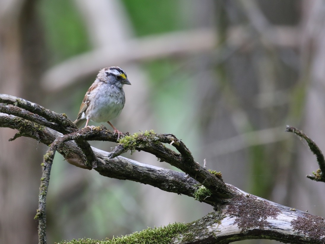 White-throated Sparrow - ML617665113