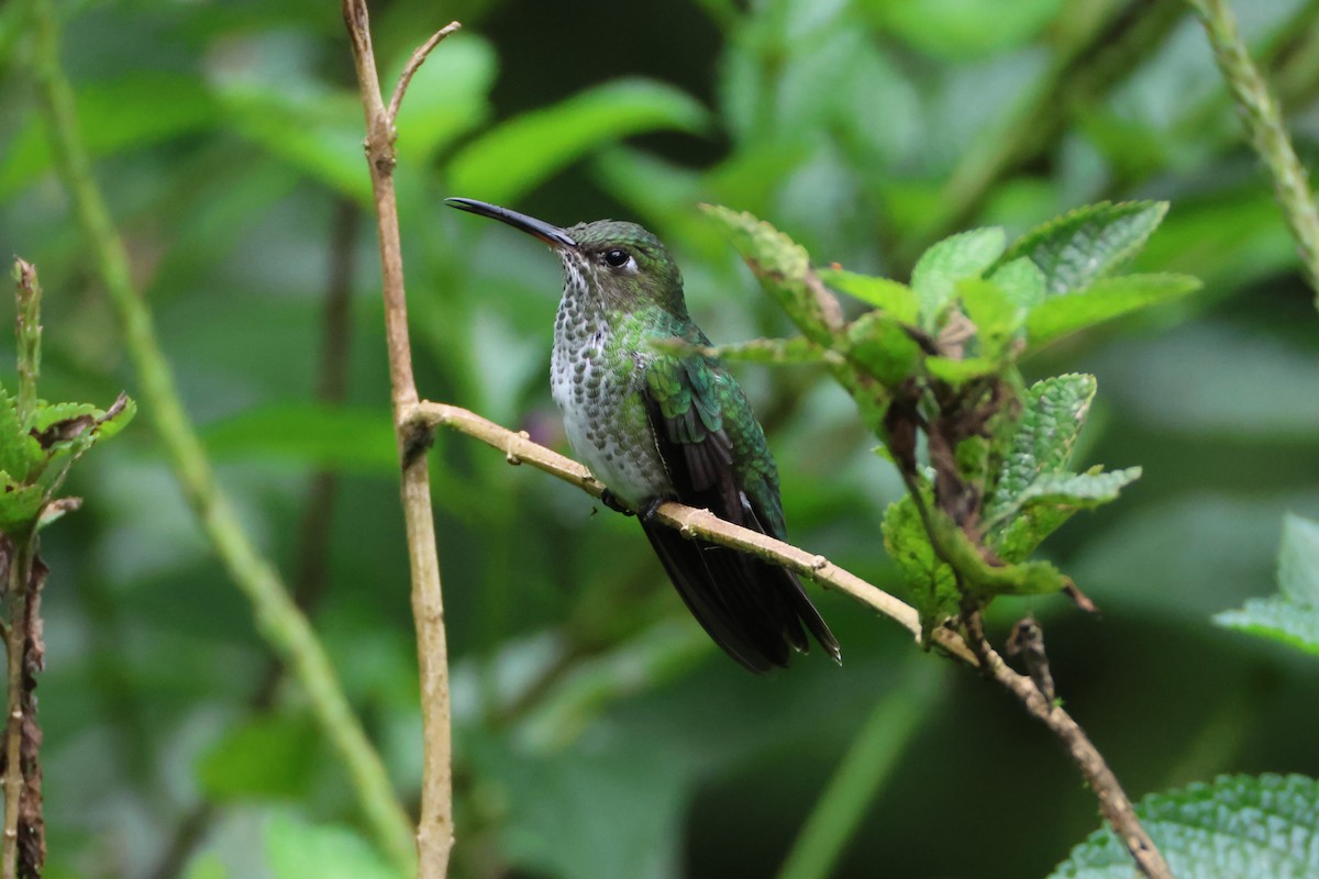 Many-spotted Hummingbird - ML617665129