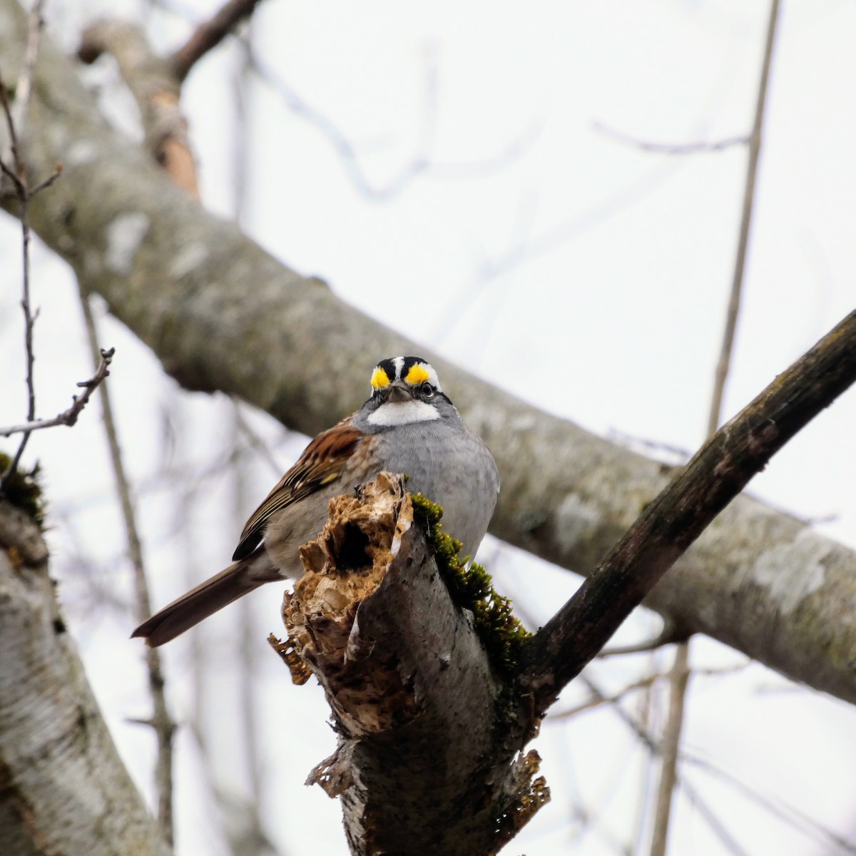 White-throated Sparrow - ML617665167