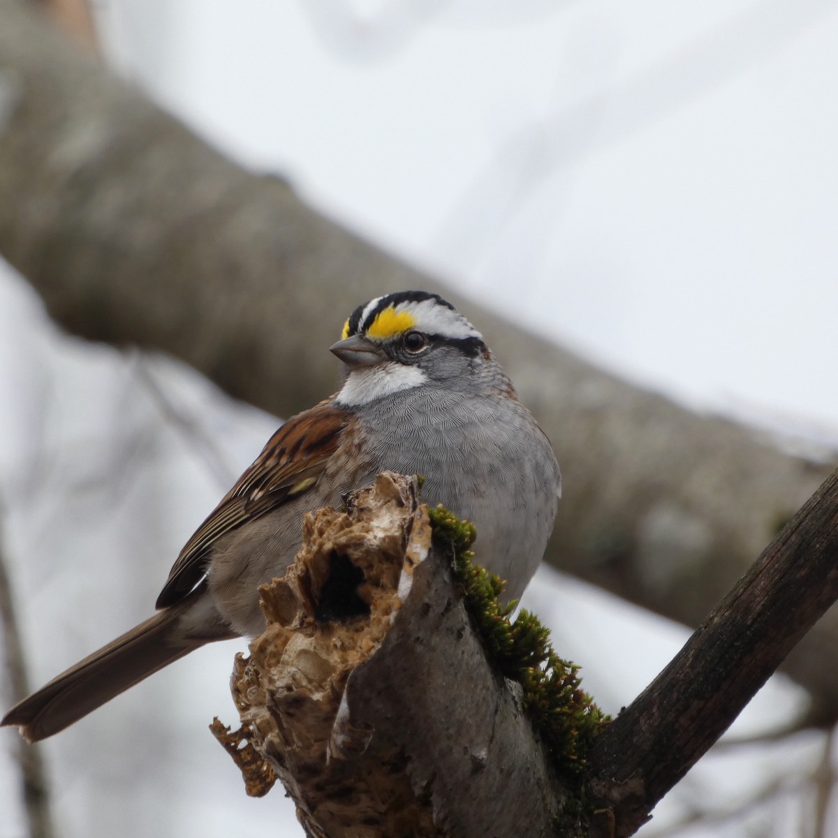 White-throated Sparrow - ML617665168