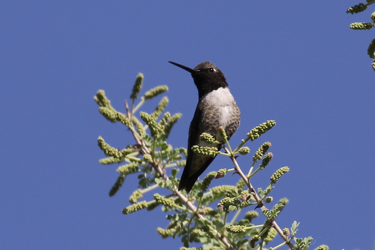 Black-chinned Hummingbird - ML617665269