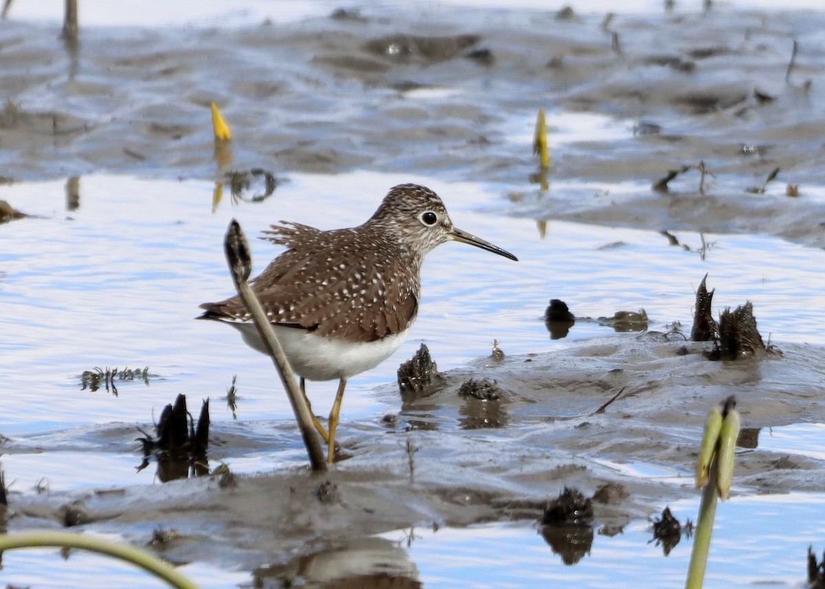 eBird Checklist - 20 Apr 2024 - Erie Marsh Preserve/Gun Club (no access ...