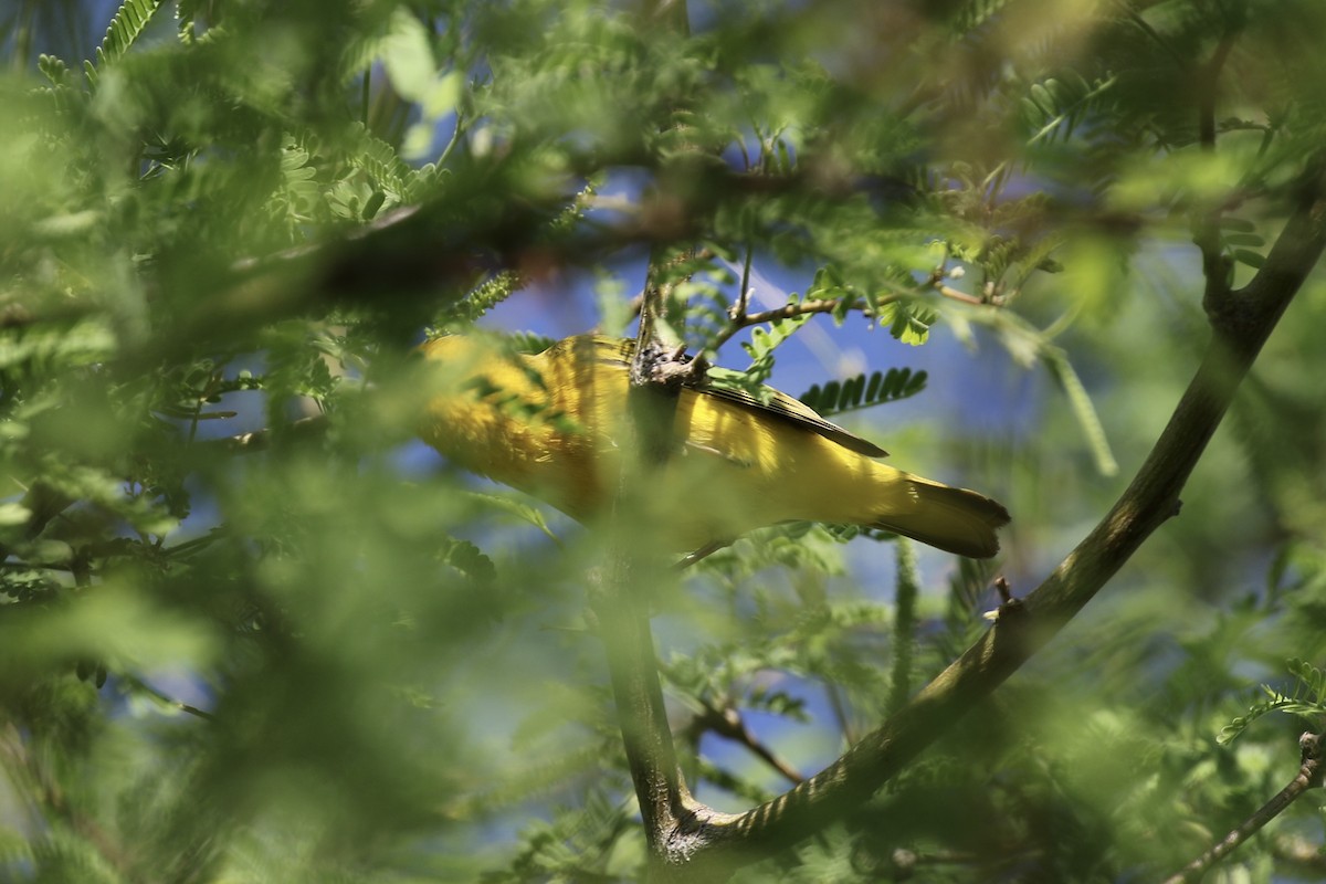 Yellow Warbler - Arnold Skei
