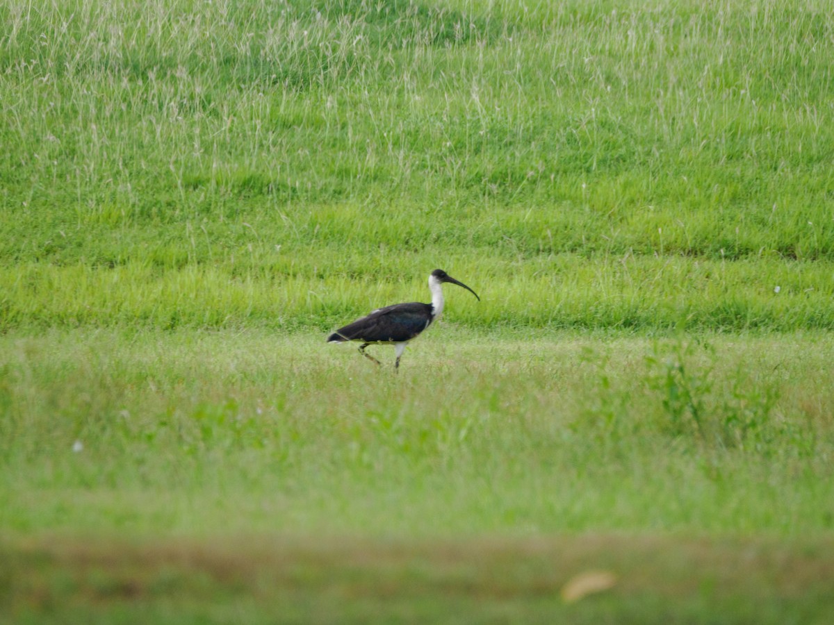 ibis slámokrký - ML617665514
