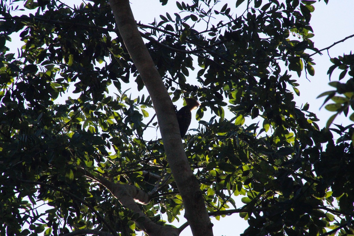 Ochre-backed Woodpecker - ML617665559
