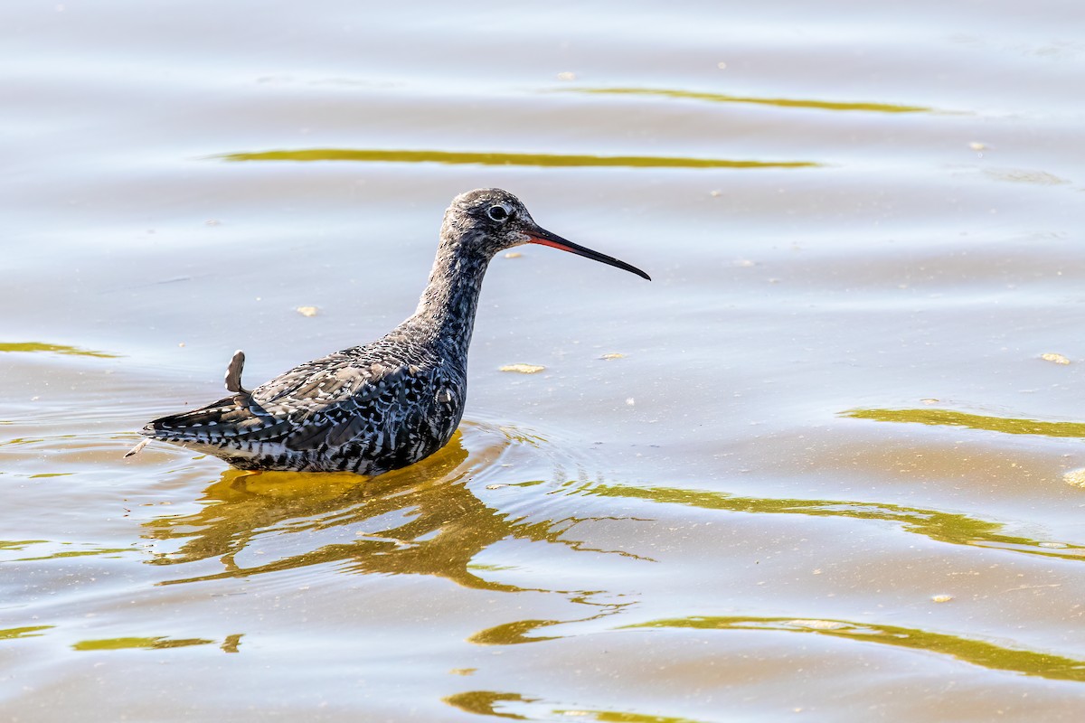 Spotted Redshank - ML617665592