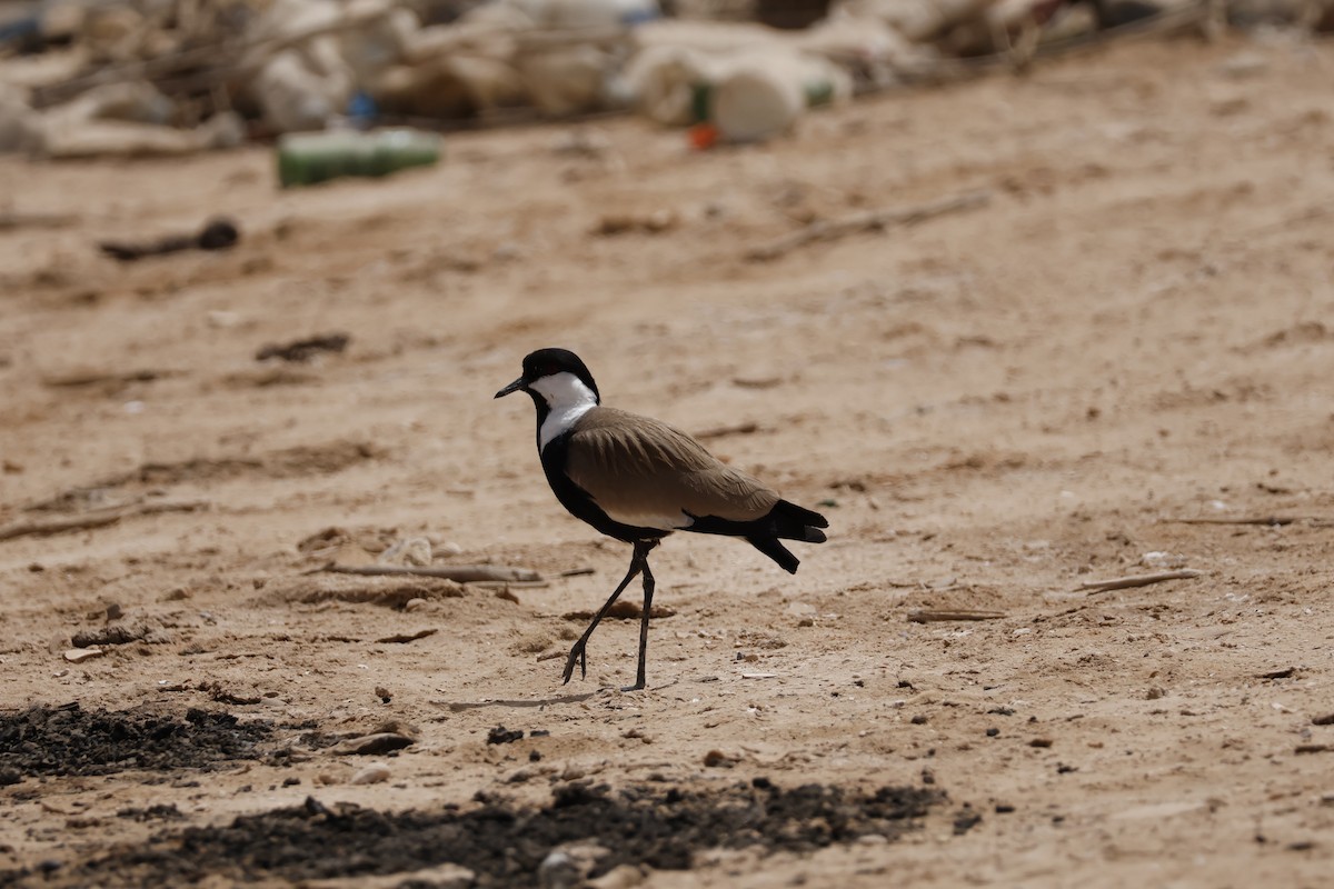 Spur-winged Lapwing - ML617665641